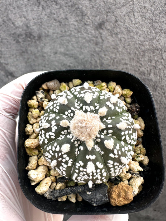 【現品限り】アストロフィツム・スーパー兜 実生【A8】 Astrophytum Super Kabuto