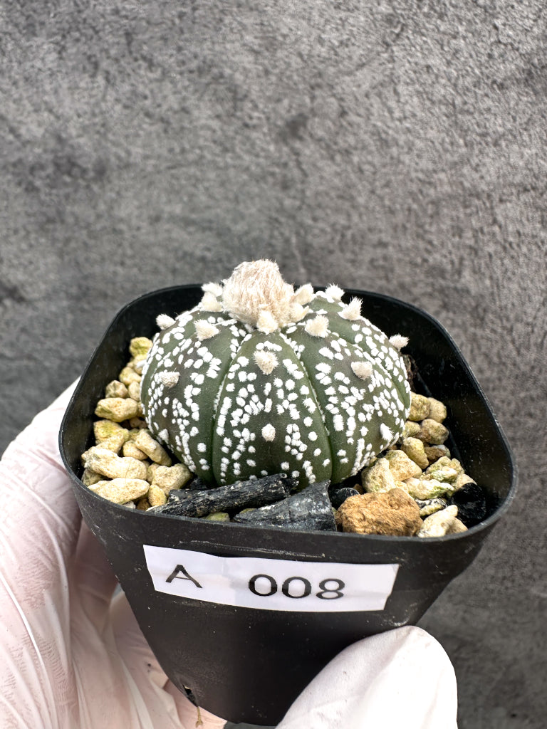 【現品限り】アストロフィツム・スーパー兜 実生【A8】 Astrophytum Super Kabuto