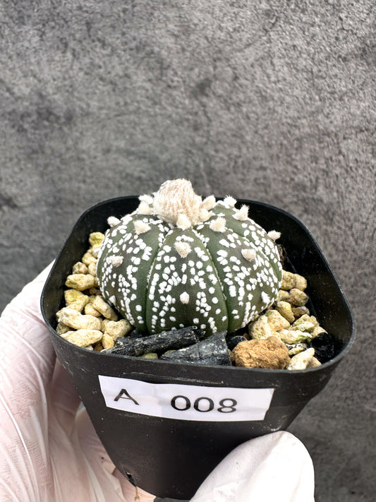 【現品限り】アストロフィツム・スーパー兜 実生【A8】 Astrophytum Super Kabuto