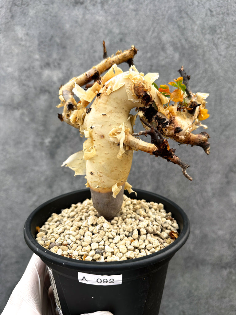 【現品限り】コミフォラ・カタフ ソマリア ピュア 現地株 発根済み【A92】 Commiphora kataf Somalia