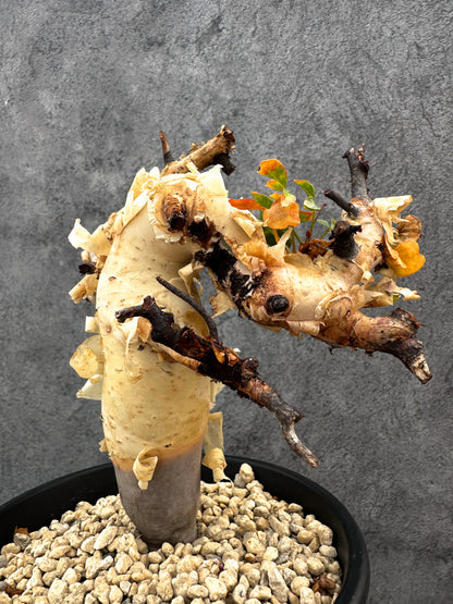 【現品限り】コミフォラ・カタフ ソマリア ピュア 現地株 発根済み【A92】 Commiphora kataf Somalia