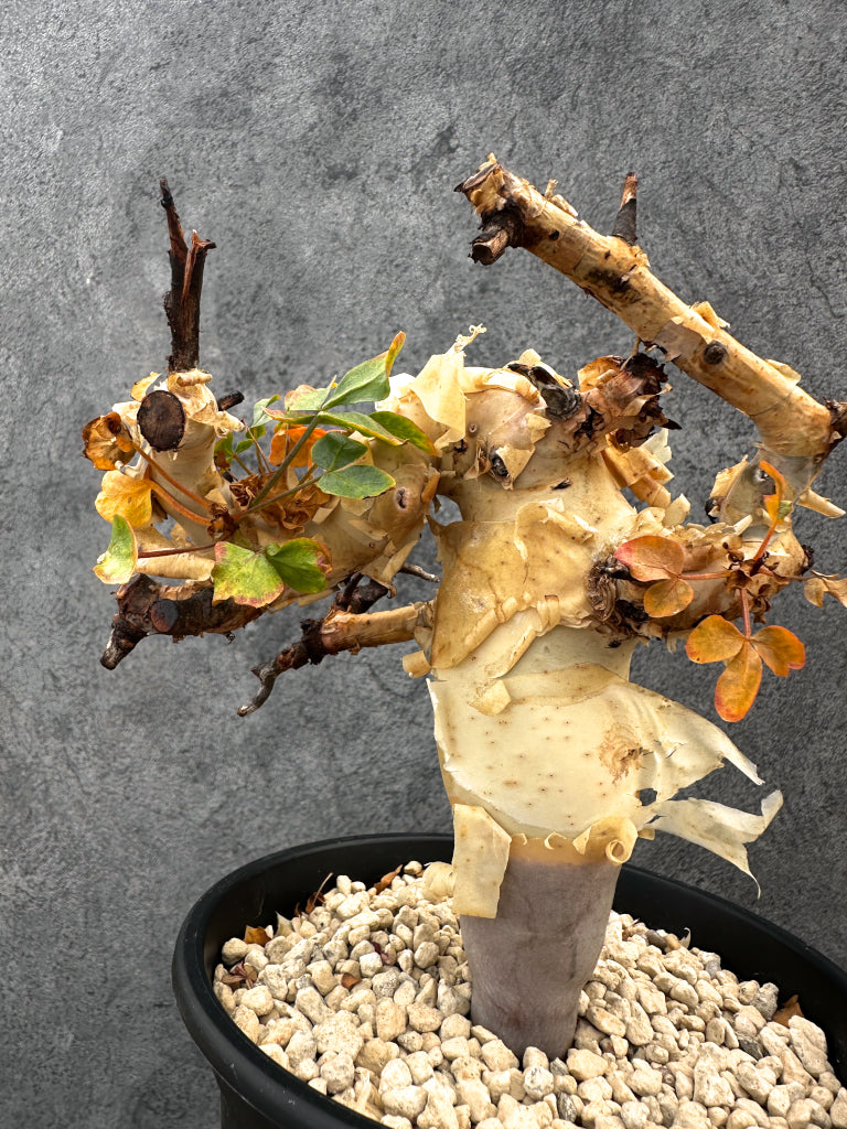 【現品限り】コミフォラ・カタフ ソマリア ピュア 現地株 発根済み【A92】 Commiphora kataf Somalia