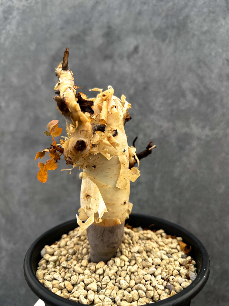 【現品限り】コミフォラ・カタフ ソマリア ピュア 現地株 発根済み【A92】 Commiphora kataf Somalia