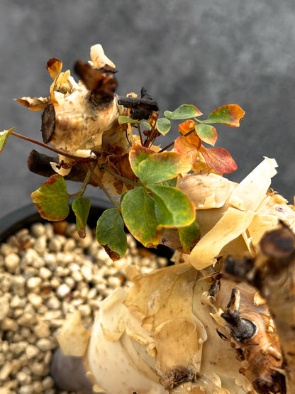 【現品限り】コミフォラ・カタフ ソマリア ピュア 現地株 発根済み【A92】 Commiphora kataf Somalia