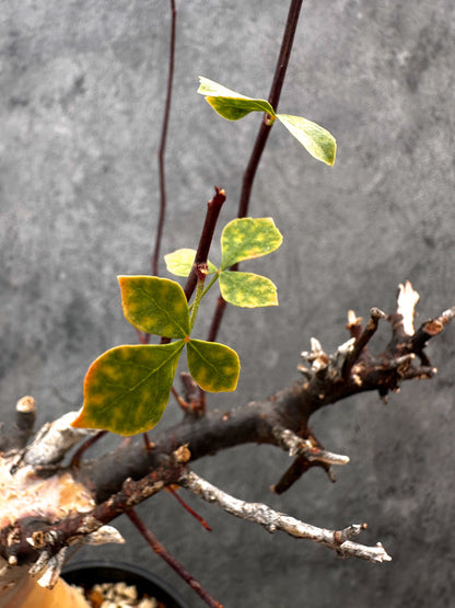 【現品限り】コミフォラ・カタフ ソマリア ピュア 現地株 発根済み【A93】 Commiphora kataf Somalia
