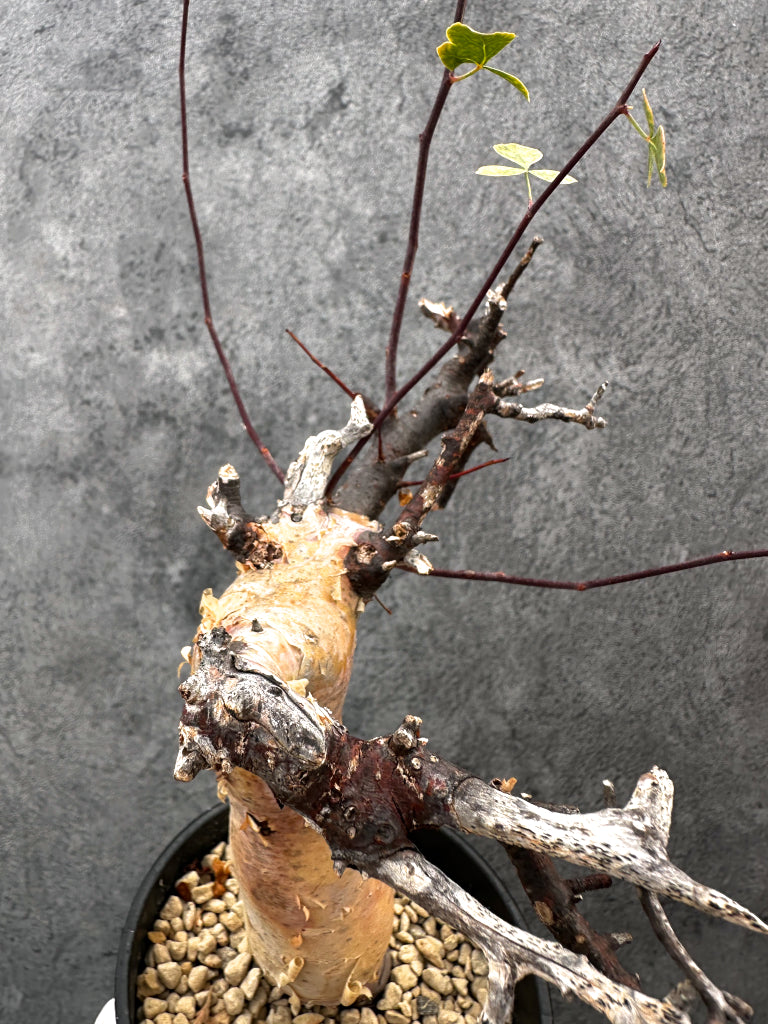 【現品限り】コミフォラ・カタフ ソマリア ピュア 現地株 発根済み【A93】 Commiphora kataf Somalia