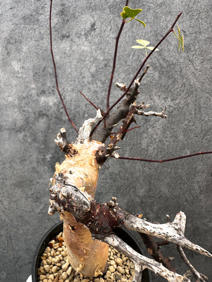 【現品限り】コミフォラ・カタフ ソマリア ピュア 現地株 発根済み【A93】 Commiphora kataf Somalia