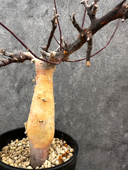 【現品限り】コミフォラ・カタフ ソマリア ピュア 現地株 発根済み【A93】 Commiphora kataf Somalia