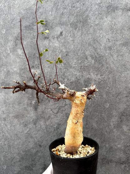 【現品限り】コミフォラ・カタフ ソマリア ピュア 現地株 発根済み【A93】 Commiphora kataf Somalia