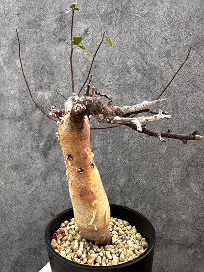 【現品限り】コミフォラ・カタフ ソマリア ピュア 現地株 発根済み【A93】 Commiphora kataf Somalia