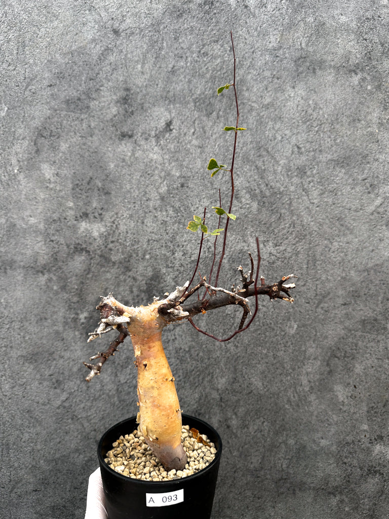コミフォラ　プラニフロンス　種子5粒 コミフォラ(Commiphora) – プラントブラザーズ