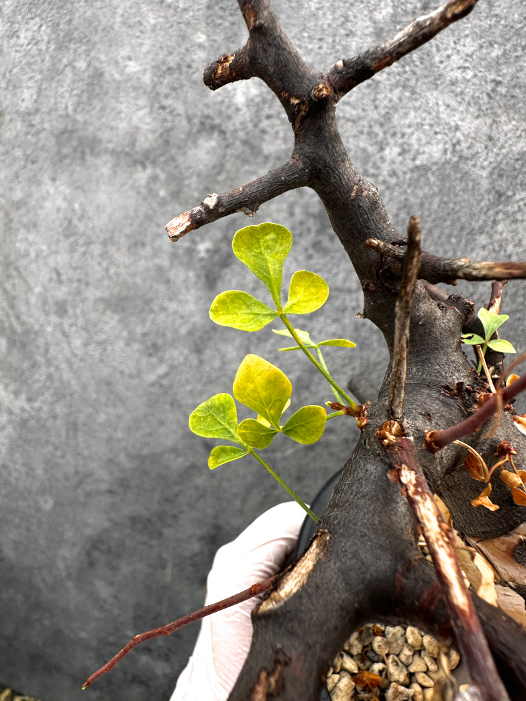 【現品限り】コミフォラ・カタフ ソマリア ピュア 現地株 発根済み【A94】 Commiphora kataf Somalia