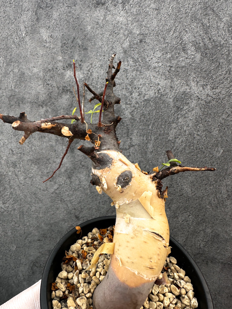 【現品限り】コミフォラ・カタフ ソマリア ピュア 現地株 発根済み【A94】 Commiphora kataf Somalia