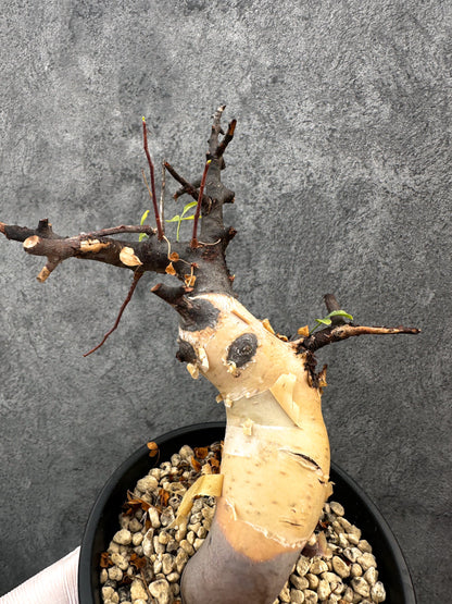 【現品限り】コミフォラ・カタフ ソマリア ピュア 現地株 発根済み【A94】 Commiphora kataf Somalia
