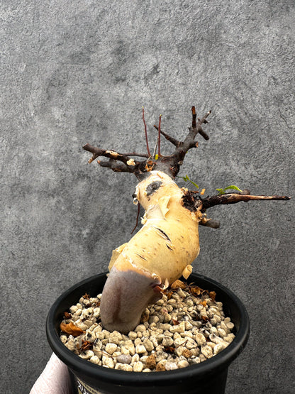 【現品限り】コミフォラ・カタフ ソマリア ピュア 現地株 発根済み【A94】 Commiphora kataf Somalia