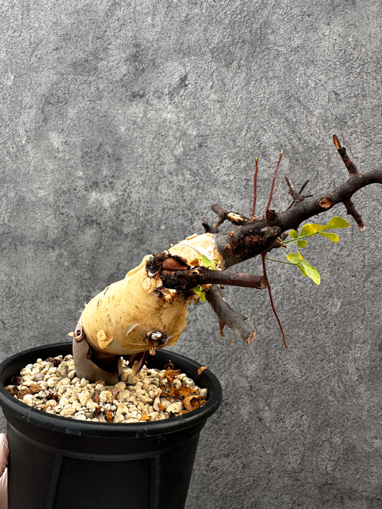 【現品限り】コミフォラ・カタフ ソマリア ピュア 現地株 発根済み【A94】 Commiphora kataf Somalia