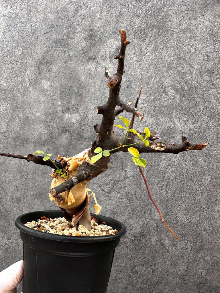【現品限り】コミフォラ・カタフ ソマリア ピュア 現地株 発根済み【A94】 Commiphora kataf Somalia