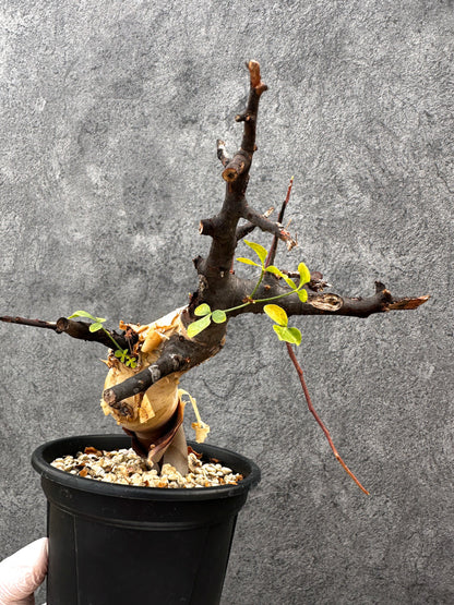 【現品限り】コミフォラ・カタフ ソマリア ピュア 現地株 発根済み【A94】 Commiphora kataf Somalia