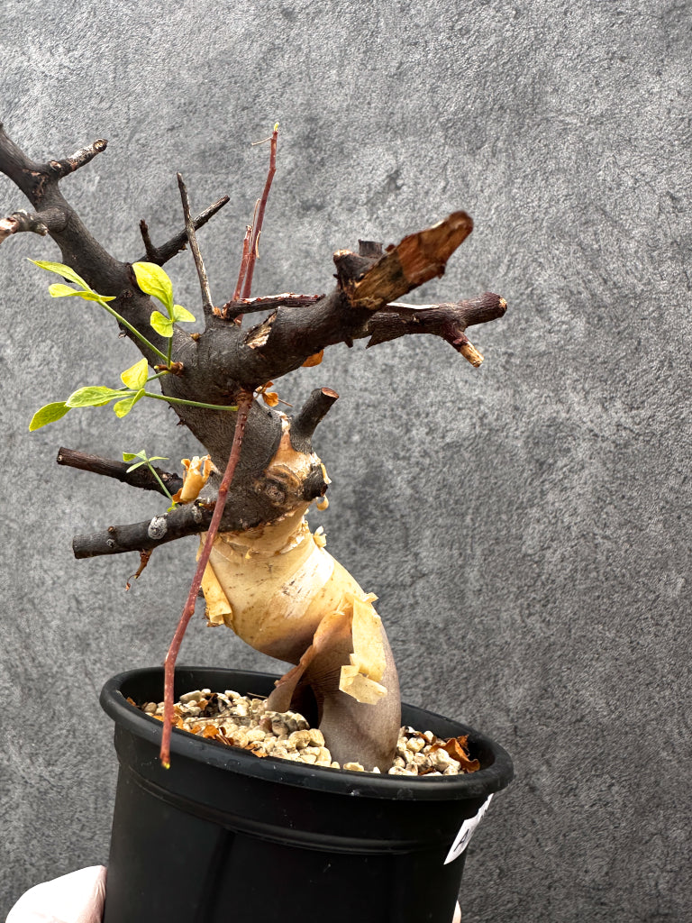 【現品限り】コミフォラ・カタフ ソマリア ピュア 現地株 発根済み【A94】 Commiphora kataf Somalia