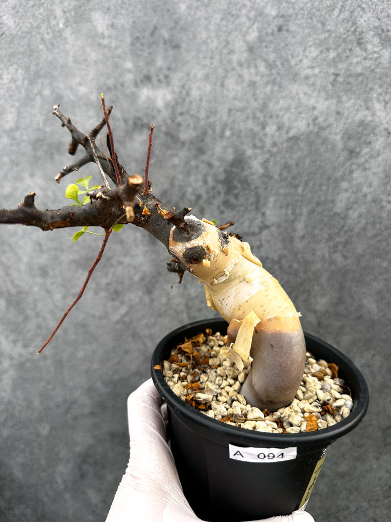 コミフォラ(Commiphora) – プラントブラザーズ