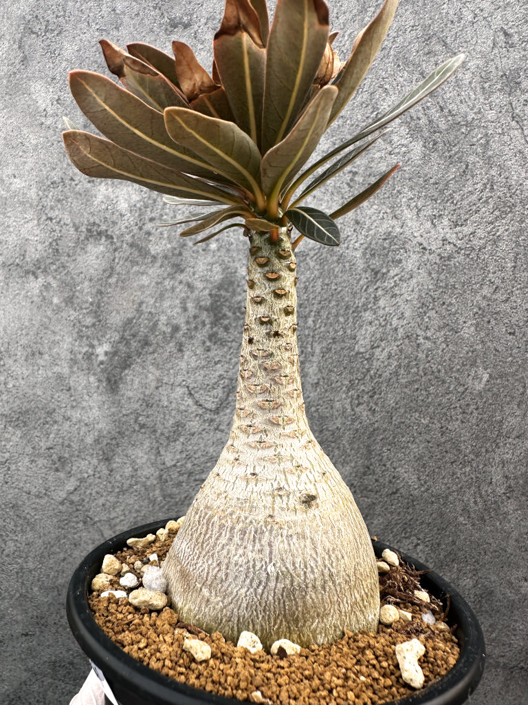 【現品限り】アデニウム・ソコトラナム 実生 大株【A96】 Adenium socotranum