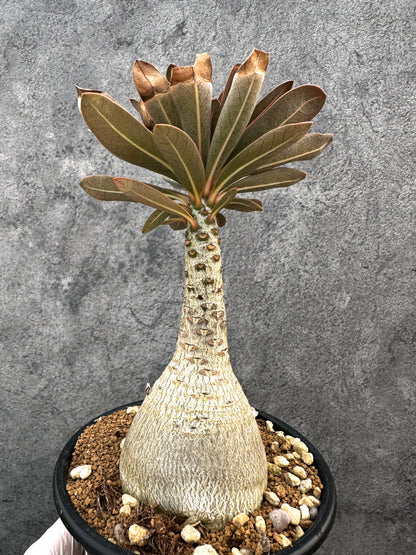 【現品限り】アデニウム・ソコトラナム 実生 大株【A96】 Adenium socotranum