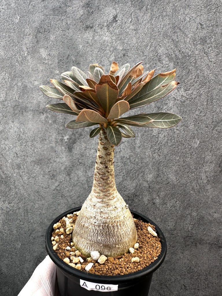 【現品限り】アデニウム・ソコトラナム 実生 大株【A96】 Adenium socotranum