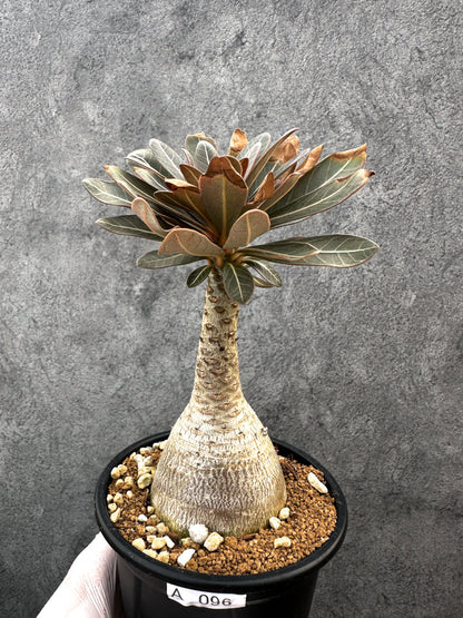 【現品限り】アデニウム・ソコトラナム 実生 大株【A96】 Adenium socotranum