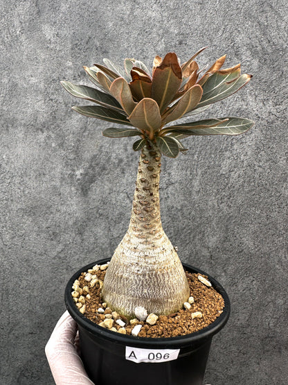 【現品限り】アデニウム・ソコトラナム 実生 大株【A96】 Adenium socotranum