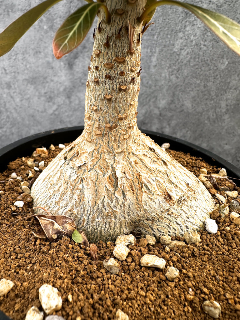 【現品限り】アデニウム・ソコトラナム 実生 大株【A97】 Adenium socotranum