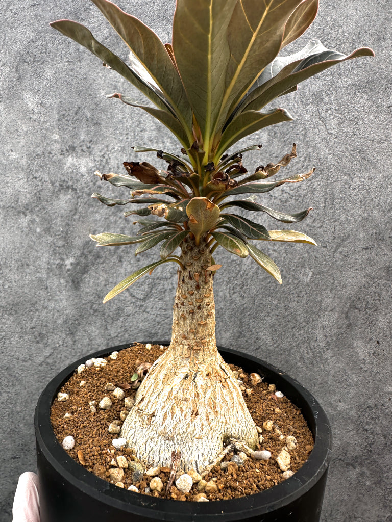 【現品限り】アデニウム・ソコトラナム 実生 大株【A97】 Adenium socotranum