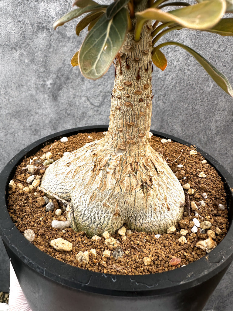 【現品限り】アデニウム・ソコトラナム 実生 大株【A97】 Adenium socotranum