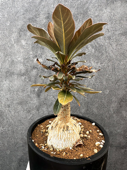 【現品限り】アデニウム・ソコトラナム 実生 大株【A97】 Adenium socotranum
