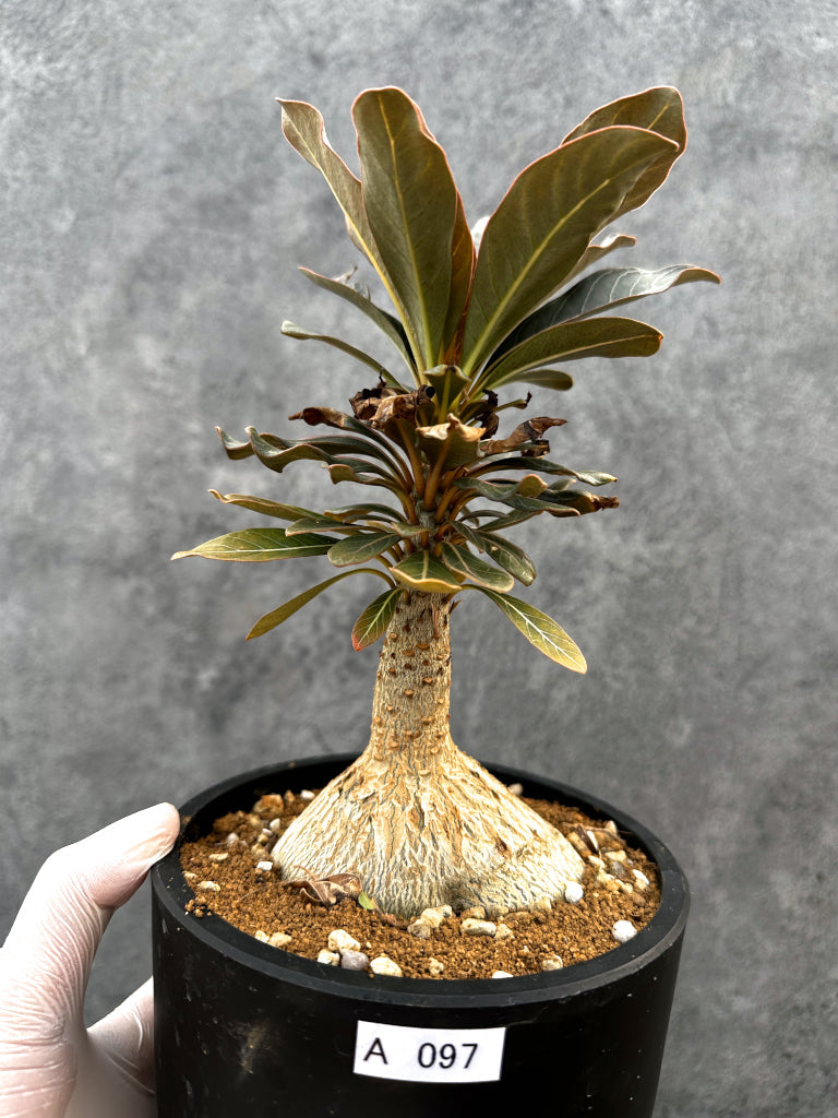【現品限り】アデニウム・ソコトラナム 実生 大株【A97】 Adenium socotranum