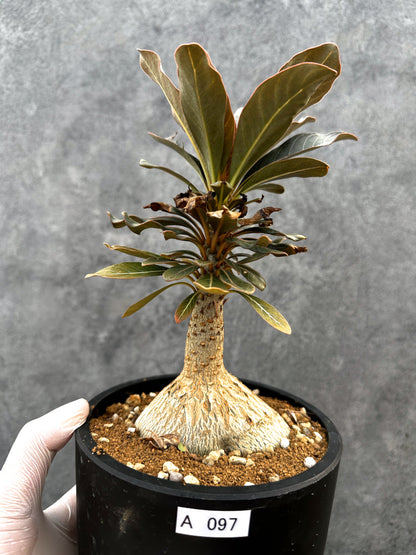【現品限り】アデニウム・ソコトラナム 実生 大株【A97】 Adenium socotranum