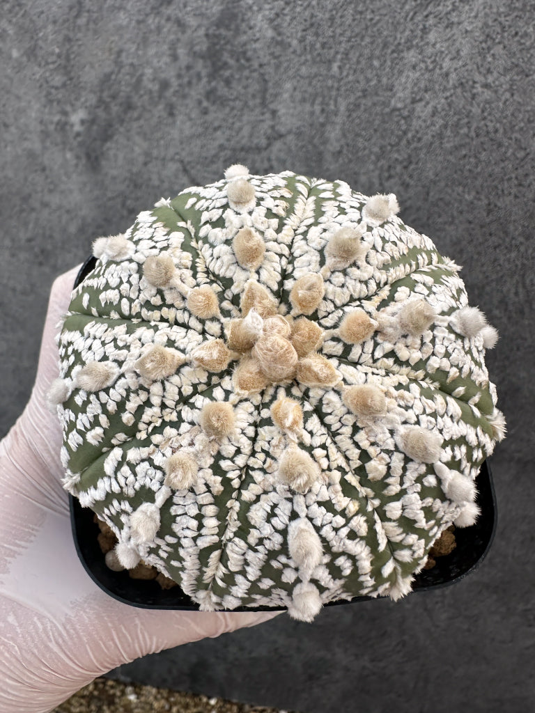 【現品限り】アストロフィツム・スーパー兜 実生【A99】 Astrophytum Super Kabuto