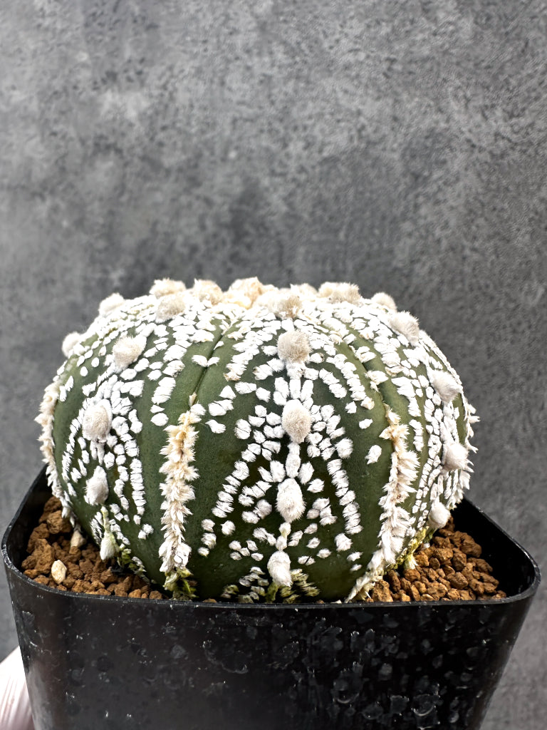 【現品限り】アストロフィツム・スーパー兜 実生【A99】 Astrophytum Super Kabuto