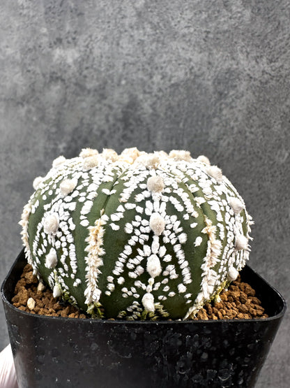 【現品限り】アストロフィツム・スーパー兜 実生【A99】 Astrophytum Super Kabuto