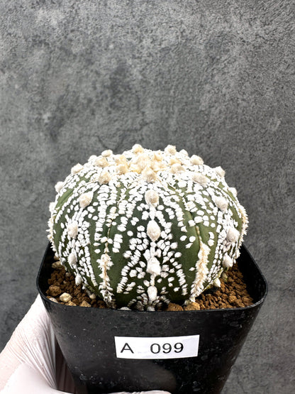 【現品限り】アストロフィツム・スーパー兜 実生【A99】 Astrophytum Super Kabuto