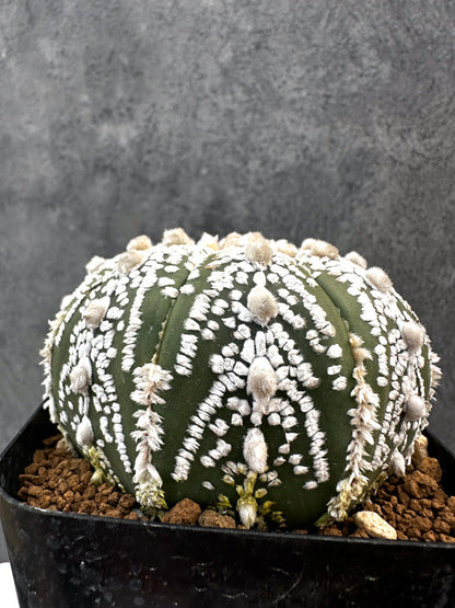 【現品限り】アストロフィツム・スーパー兜 実生【A99】 Astrophytum Super Kabuto
