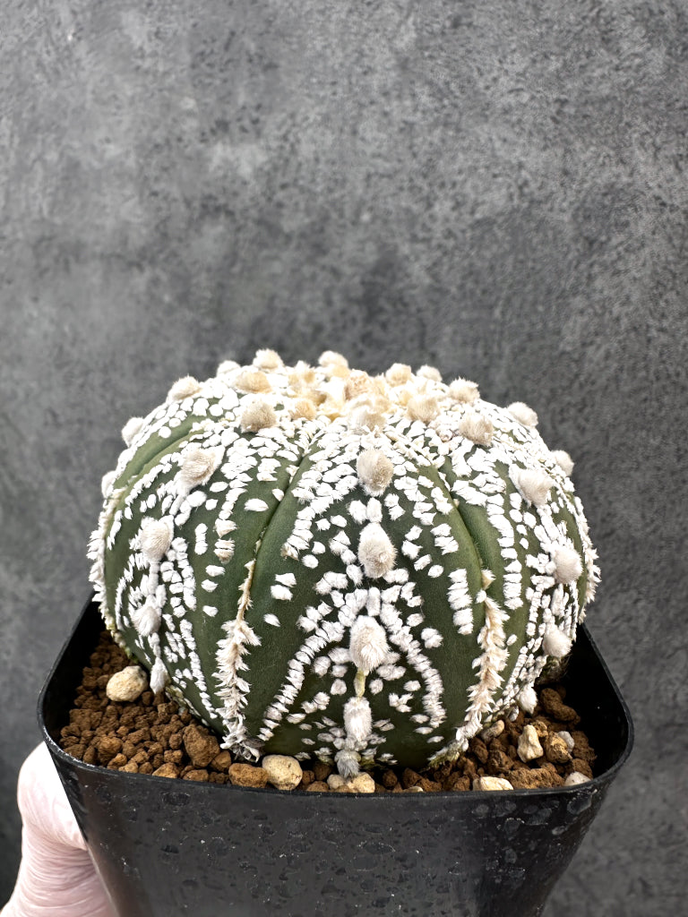【現品限り】アストロフィツム・スーパー兜 実生【A99】 Astrophytum Super Kabuto