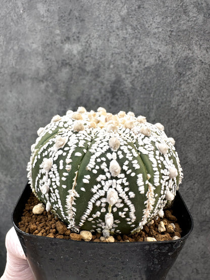【現品限り】アストロフィツム・スーパー兜 実生【A99】 Astrophytum Super Kabuto