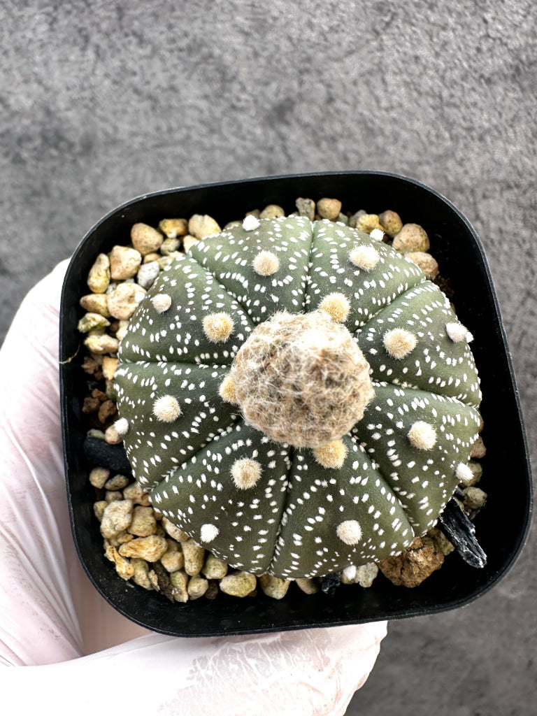 【現品限り】アストロフィツム・スーパー兜 実生【A9】 Astrophytum Super Kabuto