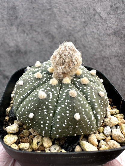 【現品限り】アストロフィツム・スーパー兜 実生【A9】 Astrophytum Super Kabuto