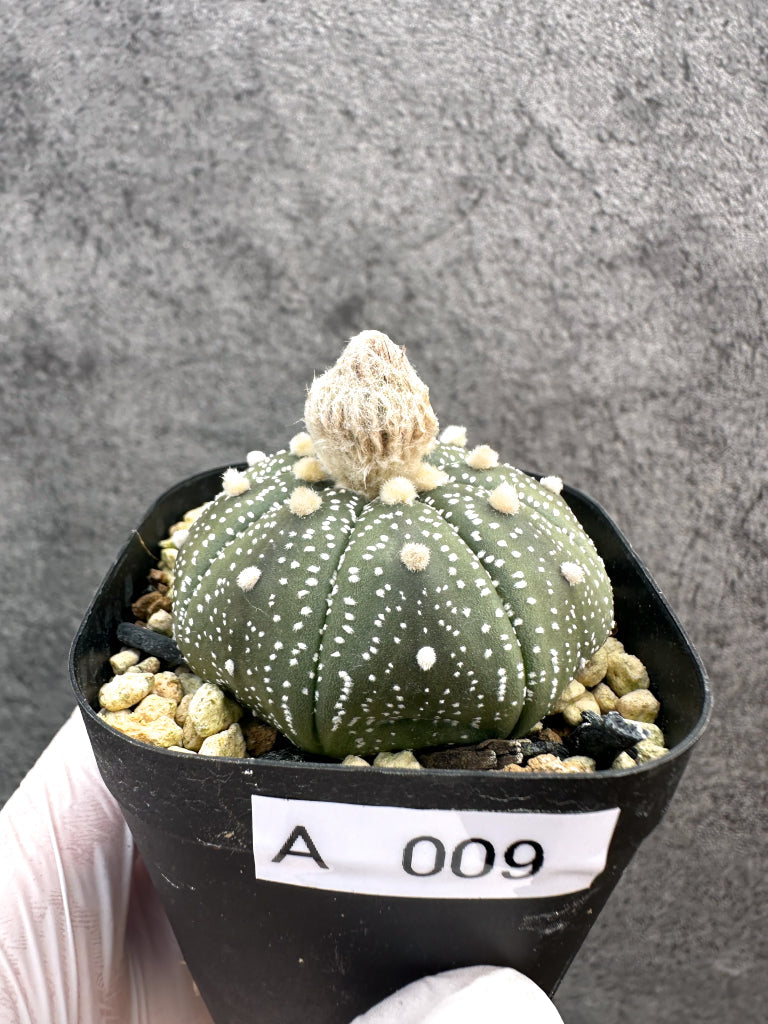【現品限り】アストロフィツム・スーパー兜 実生【A9】 Astrophytum Super Kabuto