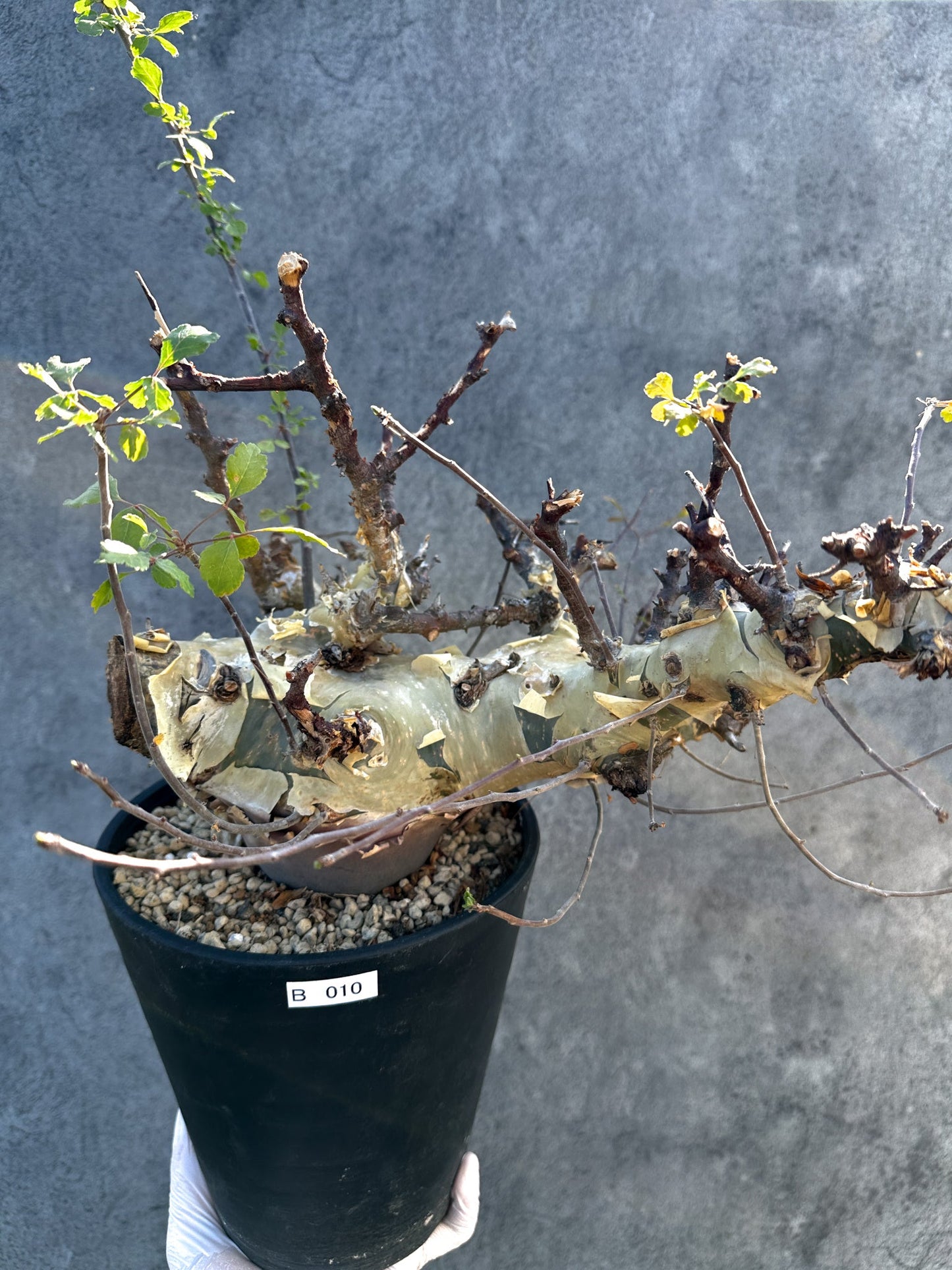 【現品限り】コミフォラ・カタフ ターカネンシス 大株 ケニア産 現地株 発根済み 1年管理【B10】 Commiphora kataf turkanensis