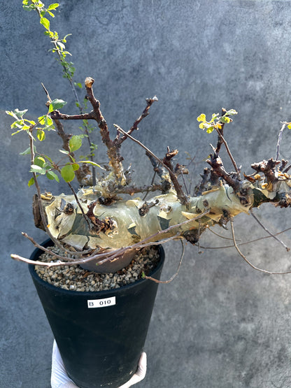 【現品限り】コミフォラ・カタフ ターカネンシス 大株 ケニア産 現地株 発根済み 1年管理【B10】 Commiphora kataf turkanensis