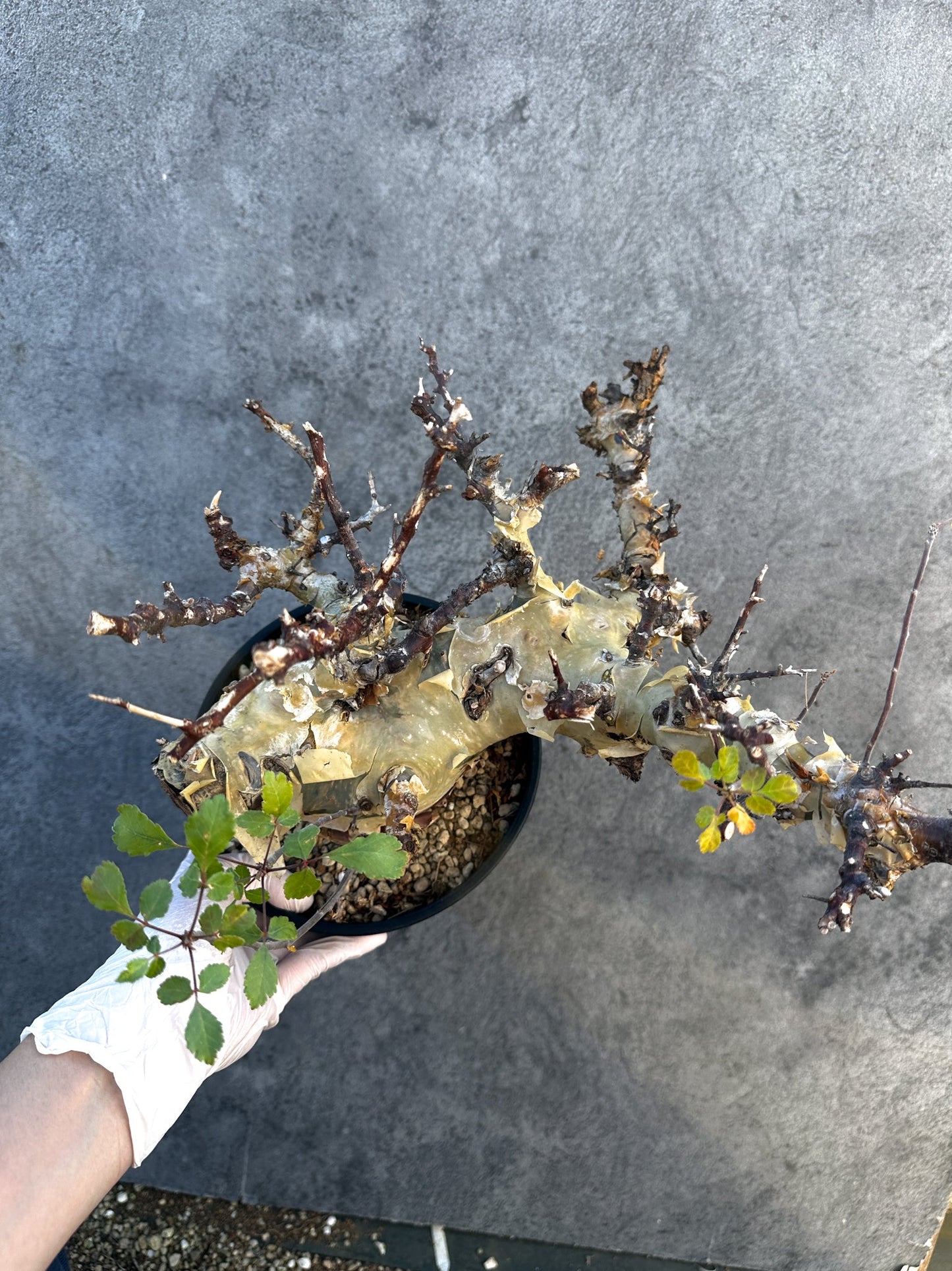 【現品限り】コミフォラ・カタフ ターカネンシス 大株 ケニア産 現地株 発根済み 1年管理【B10】 Commiphora kataf turkanensis