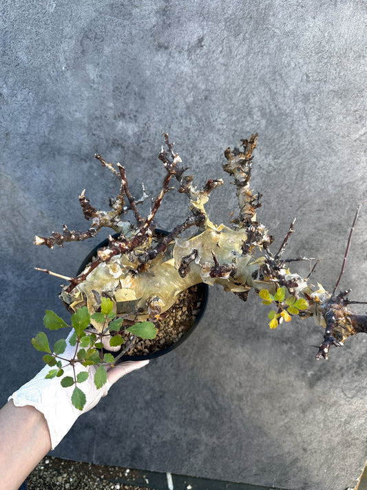 【現品限り】コミフォラ・カタフ ターカネンシス 大株 ケニア産 現地株 発根済み 1年管理【B10】 Commiphora kataf turkanensis