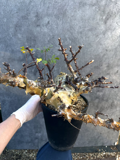 【現品限り】コミフォラ・カタフ ターカネンシス 大株 ケニア産 現地株 発根済み 1年管理【B10】 Commiphora kataf turkanensis